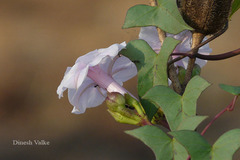 Ipomoea marginata